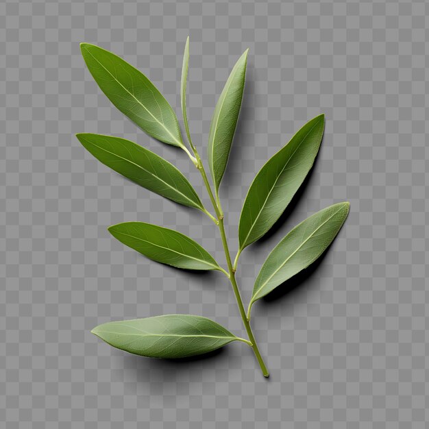 Isolated of olive leaf a slender and elongated leaf with a g ph png psd decoration leaf transparent