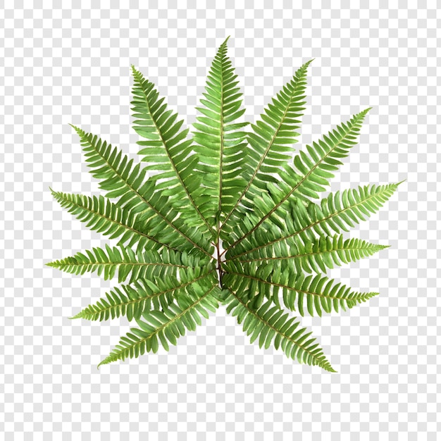 isolated on transparent psd file