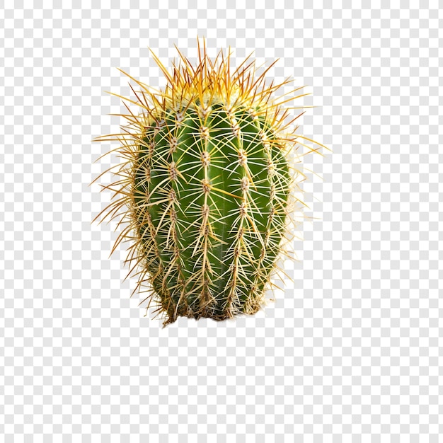 isolated on transparent psd file