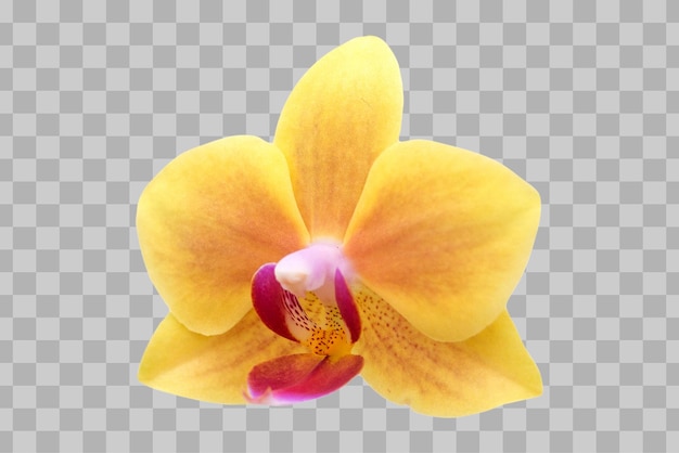 Isolated orchid flower