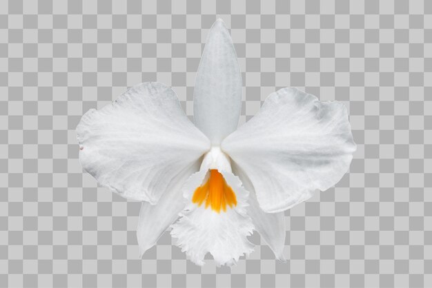 Isolated orchid flower