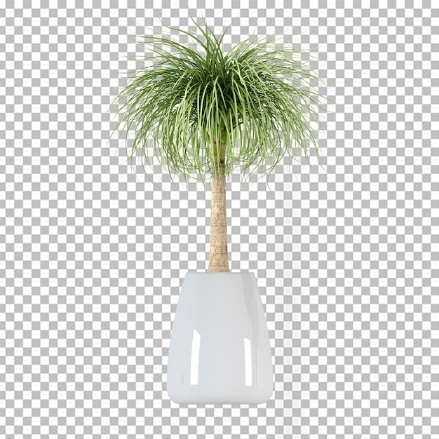 Изолированное пальмовое растение в 3d-рендеринге