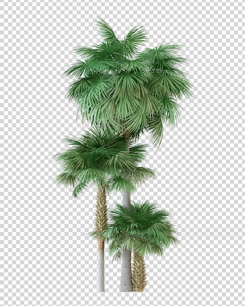 Isolated palm tree in 3d rendering