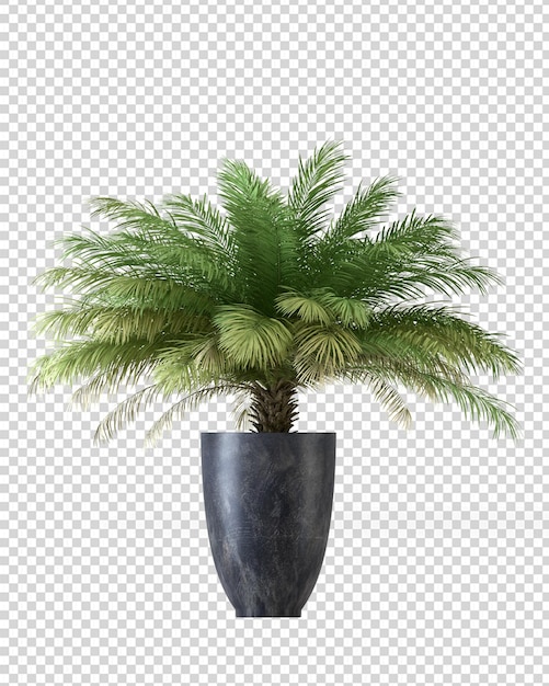 PSD isolated palm tree in pot in 3d rendering