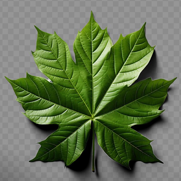 Isolated of papaya leaf a large and deeply lobed leaf with a ph png psd decoration leaf transparent