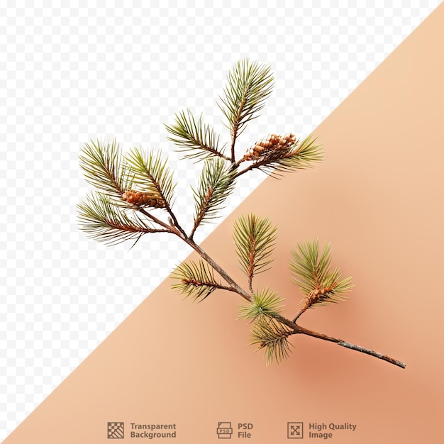 PSD isolated pine branch on transparent background