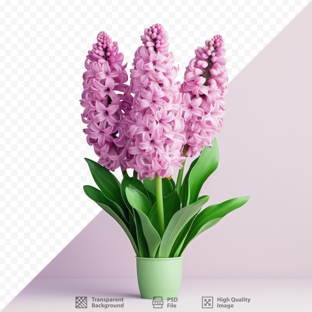 Isolated pink and purple hyacinth on transparent background