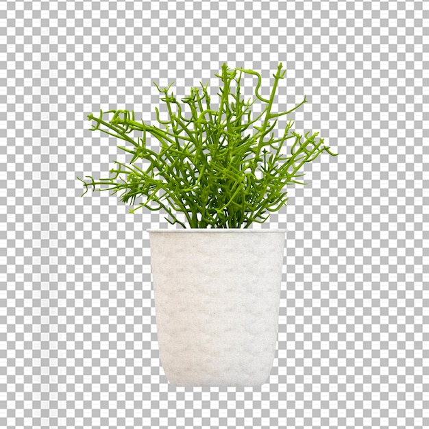 Isolated plant in 3d rendering