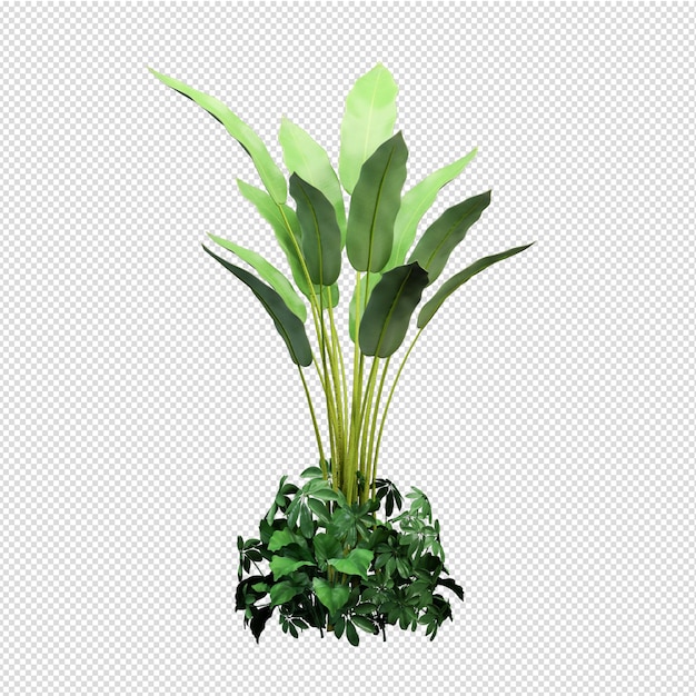 Isolated plant isometric front view transparent