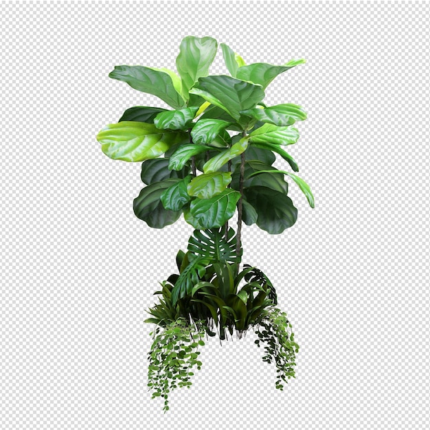 Isolated plant isometric front view transparent