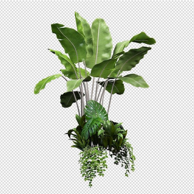 Isolated plant isometric front view transparent