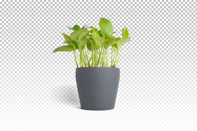 Isolated plant pot in 3d rendering isolated