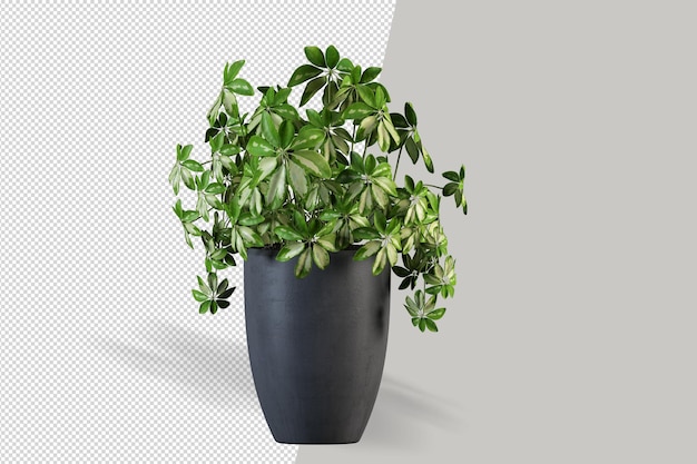 Vaso per piante isolato in rendering 3d isolato