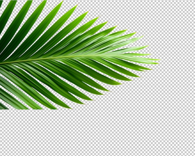 透明な背景に孤立した植物と熱帯の葉
