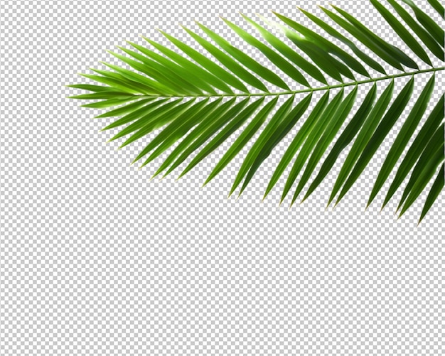 Isolated plant and tropical leaves on transparent background