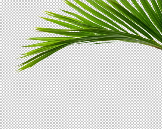 PSD isolated plant and tropical leaves on transparent background