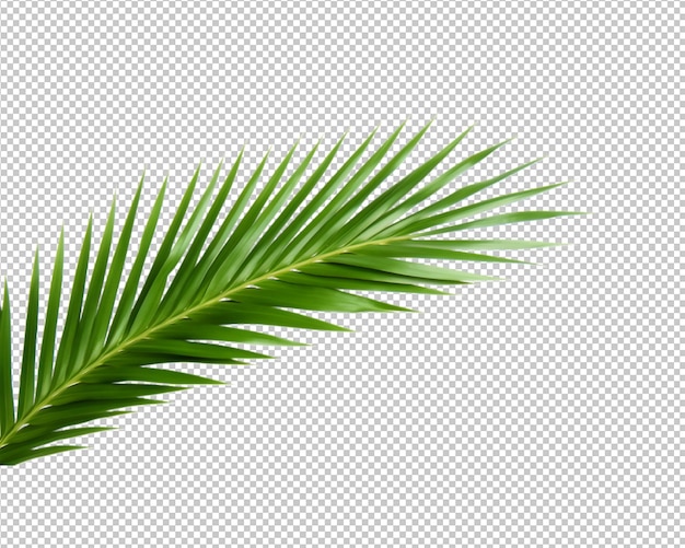 PSD isolated plant and tropical leaves on transparent background