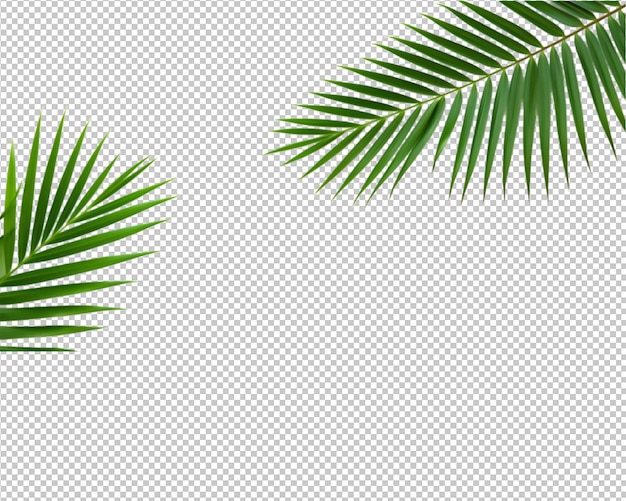 PSD isolated plant and tropical leaves on transparent background