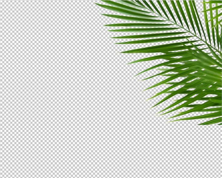 PSD 透明な背景に孤立した植物と熱帯の葉