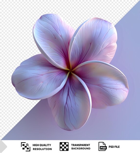 PSD isolated plumeria flower png and jpg image with a white petal and blue sky in the background png psd