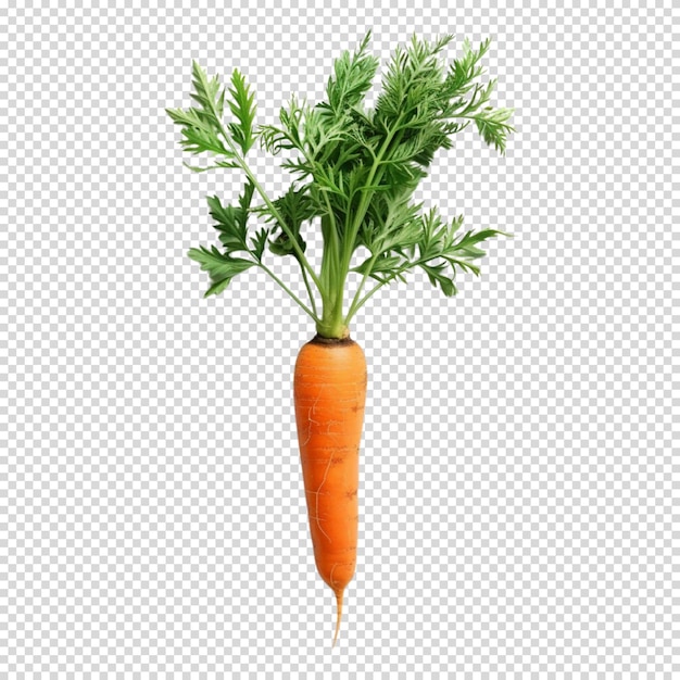 PSD isolated png of carrot on transparent background for carrot day