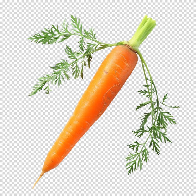 Isolated png of carrot on transparent background for carrot day