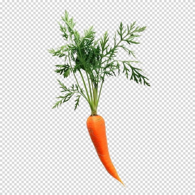 PSD isolated png of carrot on transparent background for carrot day