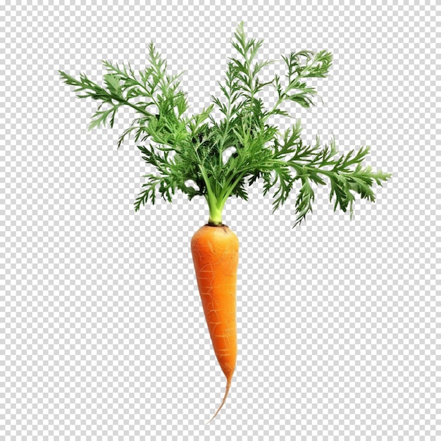 PSD isolated png of carrot on transparent background for carrot day