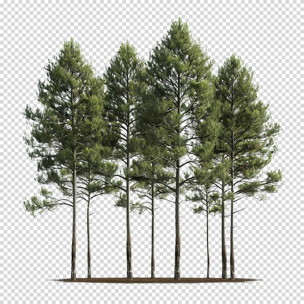 PSD png isolato di un albero su sfondo trasparente per la giornata mondiale delle foreste