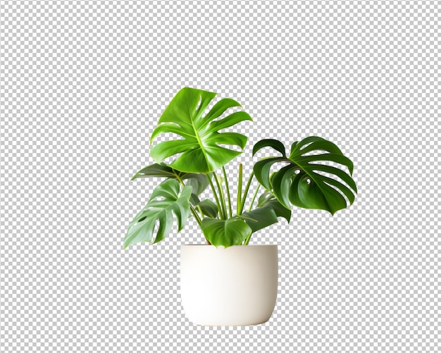 isolated potted plant and house plant decorate on transparent background