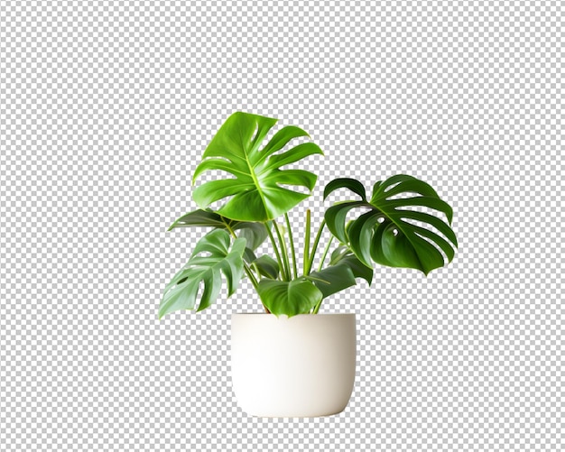 PSD isolated potted plant and house plant decorate on transparent background