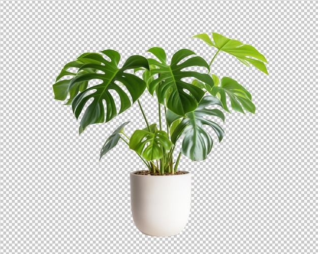 PSD isolated potted plant and house plant decorate on transparent background