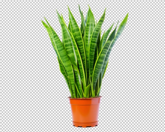 Isolated potted plant and house plant decorate on transparent background