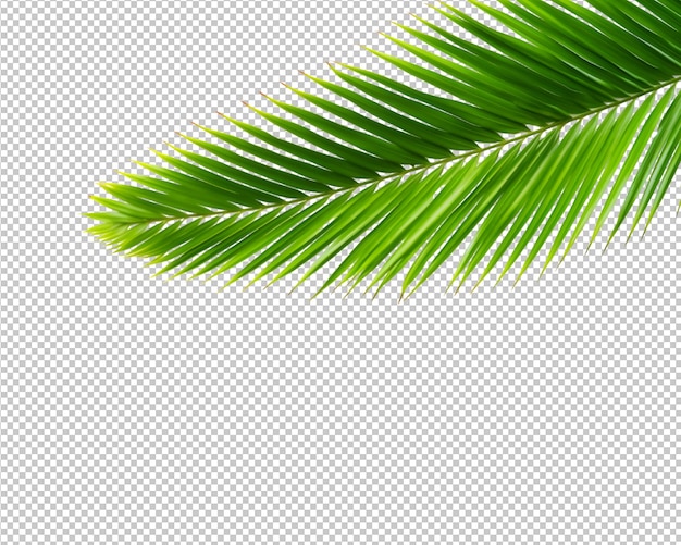 透明な背景に孤立した鉢植えと観葉植物を飾る