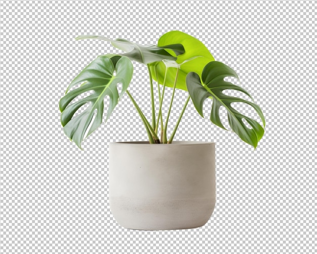 Isolated potted plant and house plant decorate on transparent background