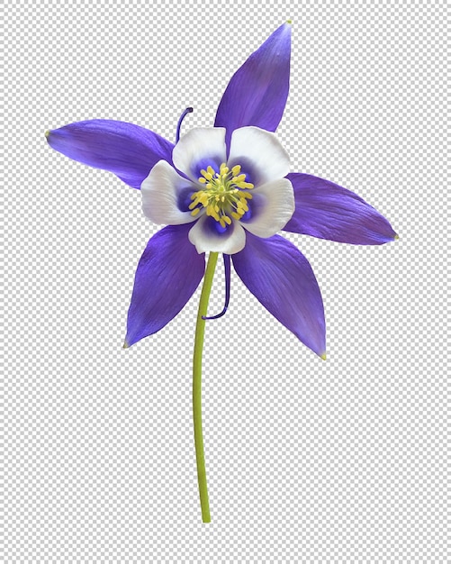 透明な背景の紫色の アキレギアの花