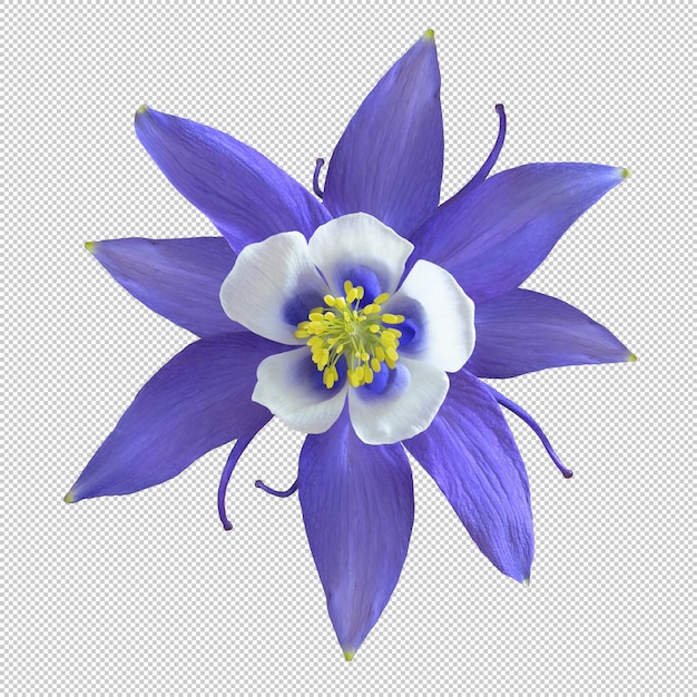 透明な背景の紫色の アキレギアの花