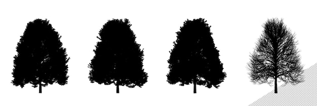 PSD isolated realistic big size linden tree silhouettes
