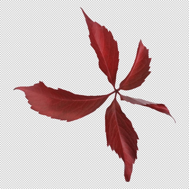 Isolated red leaf