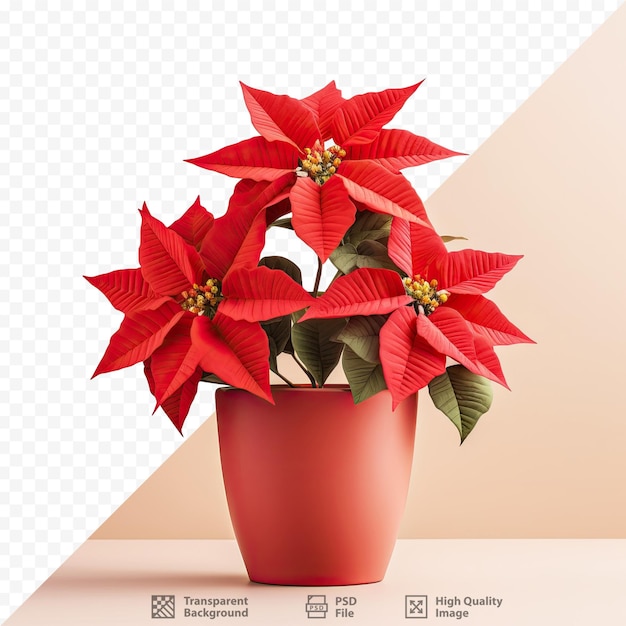 PSD isolated red poinsettia in pot on transparent background a traditional christmas flower