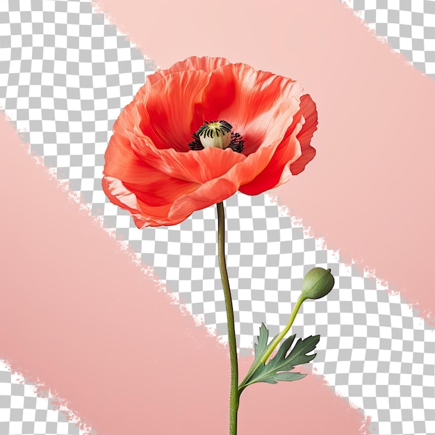 PSD isolated red poppy flower with stems and buds transparent background and clipping path