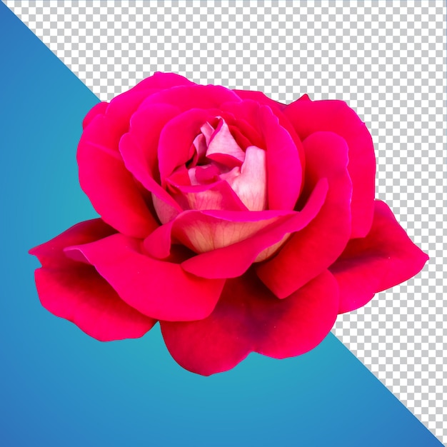 File psd isolato fiore rosa isolato strato