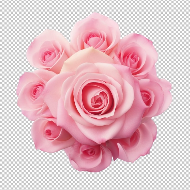 Isolated rose flower