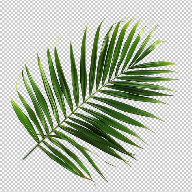 PSD isolated summer palm leave