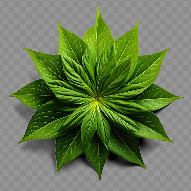 Isolated of sunflower leaf showcasing its large size and dis ph png psd decoration leaf transparent