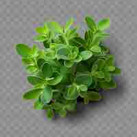 PSD isolated of thyme leaf a small and fragrant leaf with a gray ph png psd decoration leaf transparent