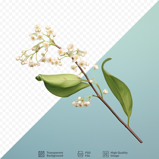 PSD isolated transparent background bird cherry stem with buds