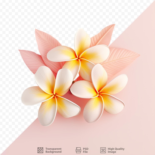 PSD isolated transparent background with plumeria or frangipani flowers