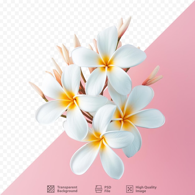 PSD isolated transparent background with plumeria or frangipani flowers