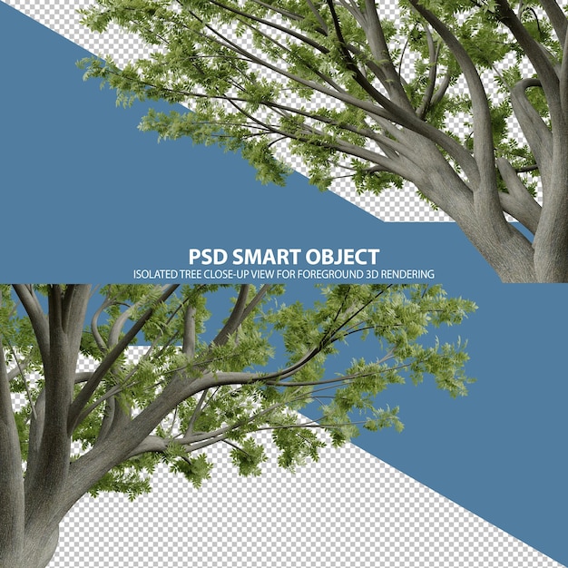 PSD isolated tree closeup view for foreground 3d rendering of isolated objects